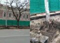 У Миколаєві біля пам’ятки архітектури місцевого значення знищили сім дерев, – ФОТО