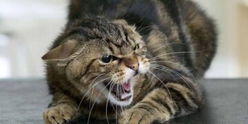 У Сумах зафіксовано випадок сказу у безпритульного кота