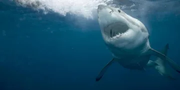 Вид під загрозою зникнення: вчені зі США попередили про різке скорочення популяції великих білих акул в Середземному морі