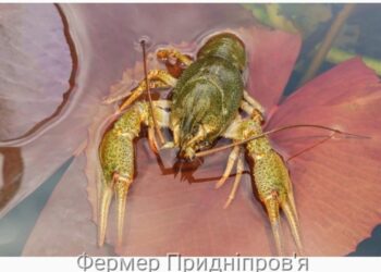 З 1 грудня в Україні стартувала заборона на вилов раків