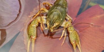 З 1 грудня в Україні стартувала заборона на вилов раків