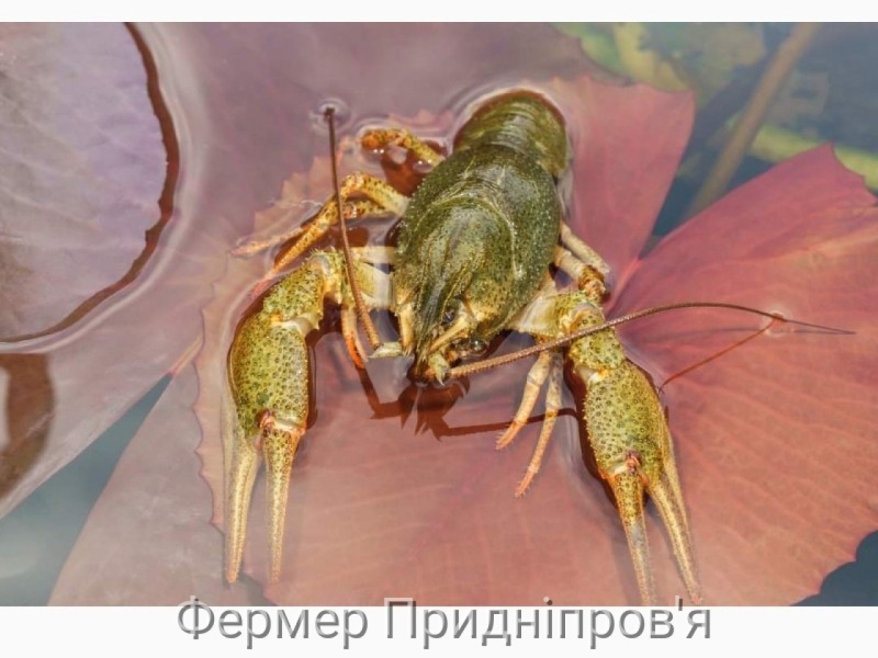 З 1 грудня в Україні стартувала заборона на вилов раків