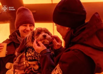 Глава КМВА закликав допомагати безпритульним тваринам під час холодів