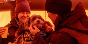 Глава КМВА закликав допомагати безпритульним тваринам під час холодів