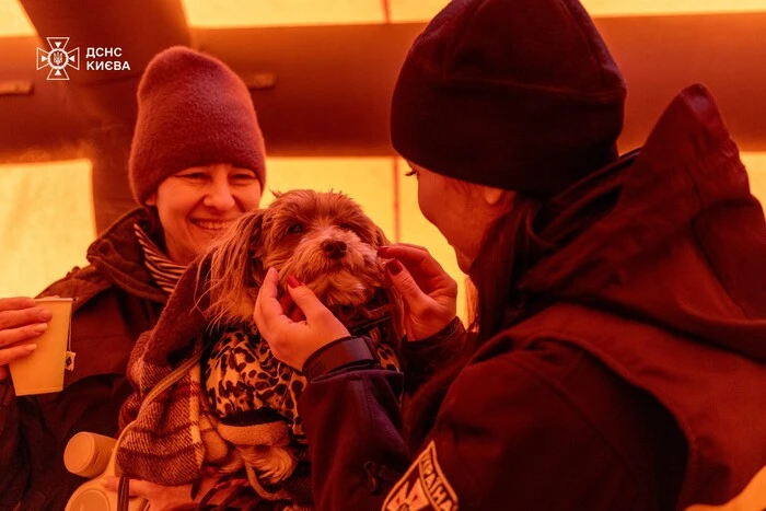 Глава КМВА закликав допомагати безпритульним тваринам під час холодів