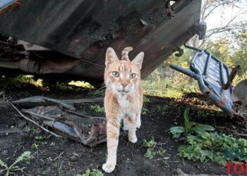 Харків витратить 12 мільйонів гривень на відлов тварин