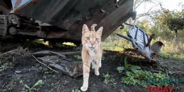 Харків витратить 12 мільйонів гривень на відлов тварин