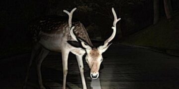 Несподіваний гість у Тернополі: оленятко бігло мостом серед авто (відео)