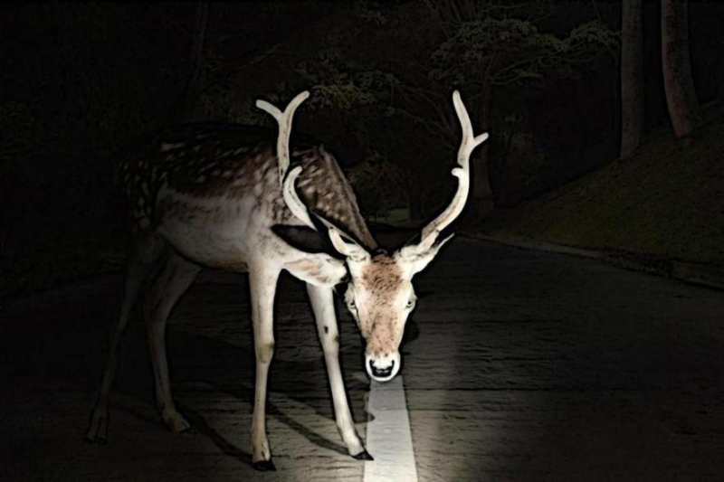 Несподіваний гість у Тернополі: оленятко бігло мостом серед авто (відео)