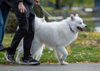 В Україні посилили правила утримання тварин: що змінює новий закон
