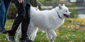 В Україні посилили правила утримання тварин: що змінює новий закон