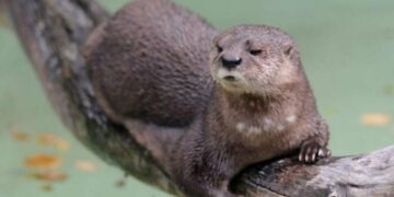 “Загадкова і таємнича тварина”: на Тернопільщині помітили рідкісного ссавця, занесеного до Червоної книги (ВІДЕО)