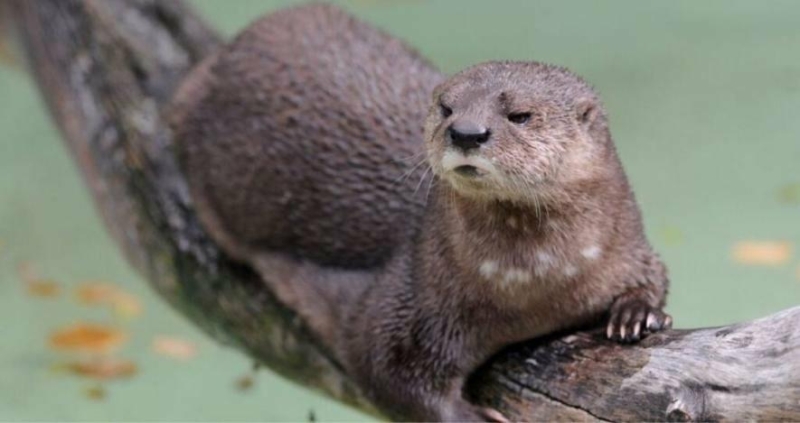 "Загадкова і таємнича тварина": на Тернопільщині помітили рідкісного ссавця, занесеного до Червоної книги (ВІДЕО)