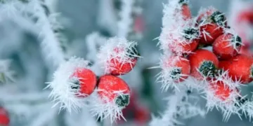 Аномальний холод повернеться до України: синоптик сказав, коли це станеться