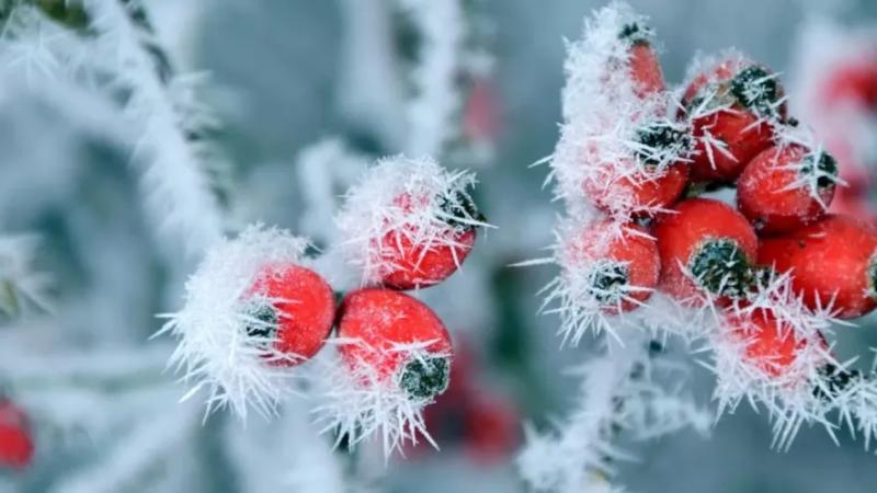 Аномальний холод повернеться до України: синоптик сказав, коли це станеться
