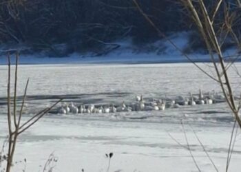 “Через мороз можуть потрапити в пастку”: на Тернопільщині на берегах Дністра раптом з’явилося безліч лебедів (ФОТО)