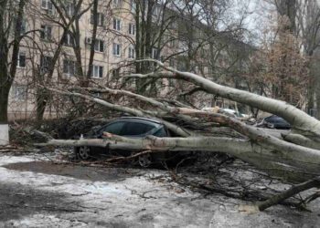 Негода повалила майже 40 дерев в Одесі