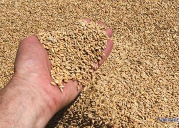 Фашистська підлота росії вивезла за минулий рік 2 мільйони тонн зерна