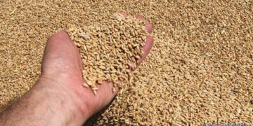 Фашистська підлота росії вивезла за минулий рік 2 мільйони тонн зерна