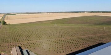 ФГ «Світанок Старі Маяки»: «Ми перейняли американський досвід вирощування промислових садів»