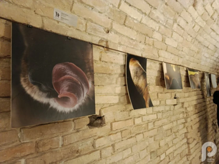 &laquo;Інший поруч&raquo; дивляться українці та іноземці: мистецький проєкт у Луцьку вже зібрав майже тисячу відвідувачів