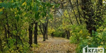 КОЛИ ЛІС РУБАЮТЬ НЕ ЗАВЖДИ ЛИШЕ ТРІСКИ ЛЕТЯТЬ. ІНКОЛИ Й ГОЛОВИ