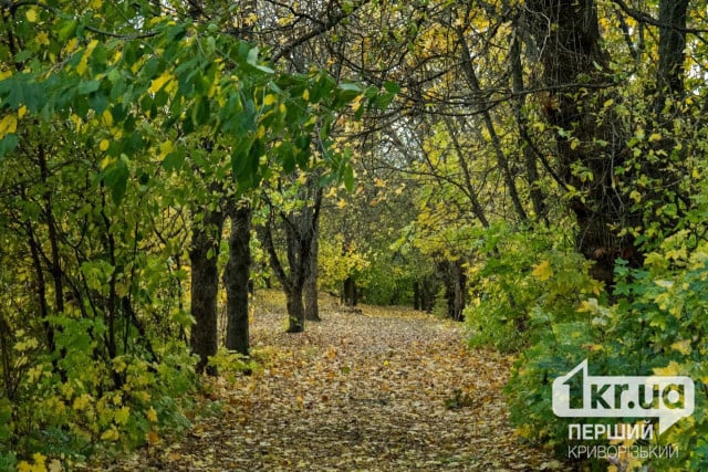 КОЛИ ЛІС РУБАЮТЬ НЕ ЗАВЖДИ ЛИШЕ ТРІСКИ ЛЕТЯТЬ. ІНКОЛИ Й ГОЛОВИ