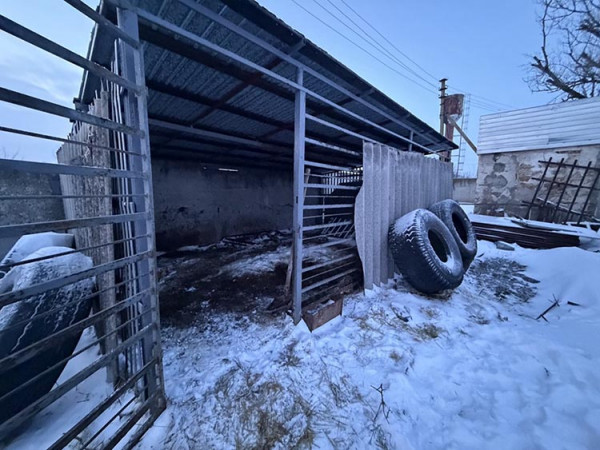 На Дніпропетровщині врятували лева, який замерзав у відкритому вольєрі