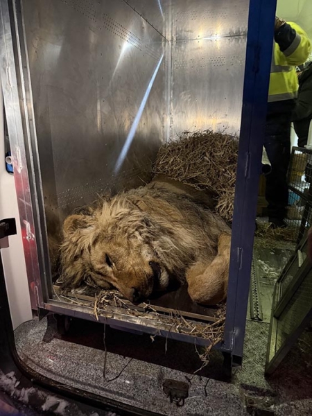 На Дніпропетровщині врятували лева, який замерзав у відкритому вольєрі