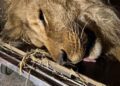 На Дніпропетровщині врятували лева, який замерзав у відкритому вольєрі