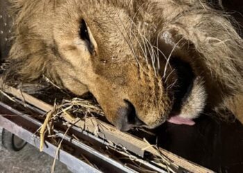 На Дніпропетровщині врятували лева, який замерзав у відкритому вольєрі