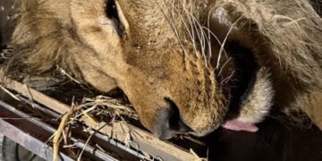 На Дніпропетровщині врятували лева, який замерзав у відкритому вольєрі