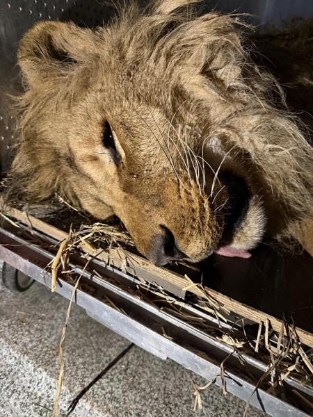 На Дніпропетровщині врятували лева, який замерзав у відкритому вольєрі