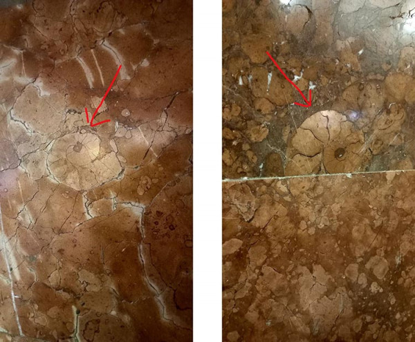 У дніпровському метро знайшли залишки викопних молюсків