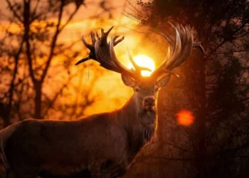 На Київщині вбито оленя-рекордсмена Руні: що відомо про унікальну тварину