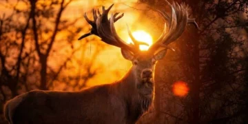 На Київщині вбито оленя-рекордсмена Руні: що відомо про унікальну тварину