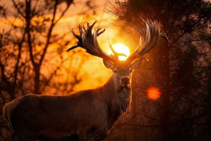 На Київщині вбито оленя-рекордсмена Руні: що відомо про унікальну тварину