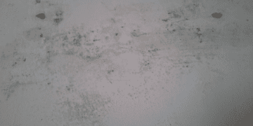 Батьки занепокоєні: у школі Франківська стіни вкрилися пліснявою (ФОТО)