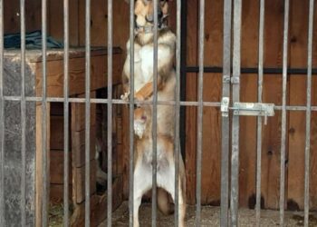 Енергетики відновили вольєри та господарські споруди у постраждалому від «прильоту» притулку «Дай лапу, друже»