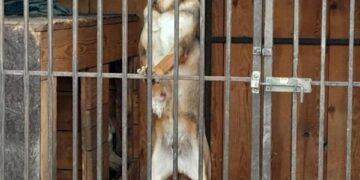 Енергетики відновили вольєри та господарські споруди у постраждалому від «прильоту» притулку «Дай лапу, друже»