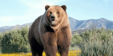 Ведмідь без паспорта: хижак із Польщі заліг у сплячку на Івано-Франківщині