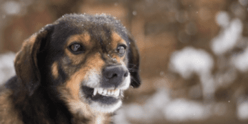 Агресивний пес тримає у напрузі Надвірну: є понад десять звернень до медиків (ФОТО)