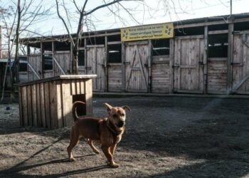 «Запоріжжяобленерго» допоможе відновити притулок для тварин, який постраждав від атаки дрона