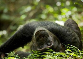 Вчені знайшли нові докази  гіпотези п’яної мавпи