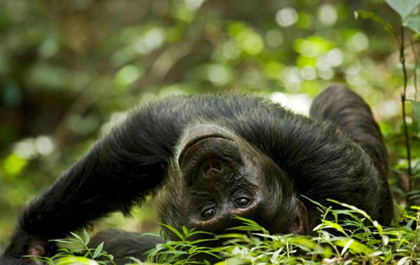 Вчені знайшли нові докази  гіпотези п&rsquo;яної мавпи