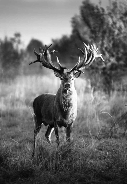 На Київщині вбито оленя-рекордсмена Руні: що відомо про унікальну тварину