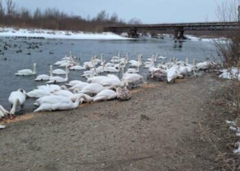 Лебеді страждають від морозів: мешканців Коломиї закликають долучитися до порятунку