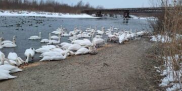 Лебеді страждають від морозів: мешканців Коломиї закликають долучитися до порятунку