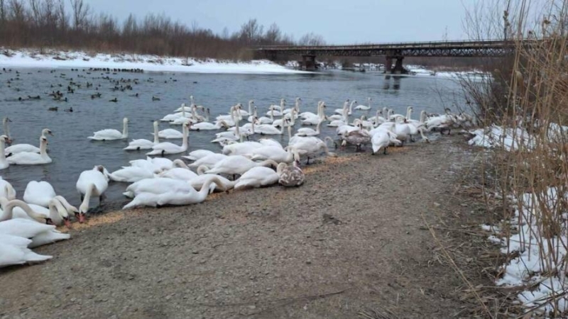 Лебеді страждають від морозів: мешканців Коломиї закликають долучитися до порятунку