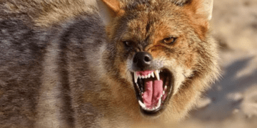 Несподівані хижаки: на Прикарпатті помітили шакалів (ВІДЕО)